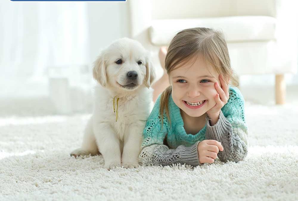 6 suggestions for getting dog odor out of carpets and couches