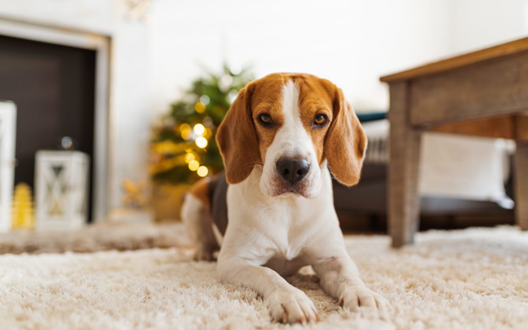How to Remove Pet Odors in Your Home